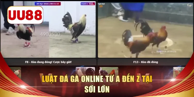 Luật đá gà online từ A đến Z tại sới lớn